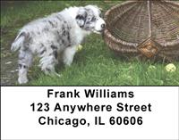 Playful Australian Shepherds Address Labels