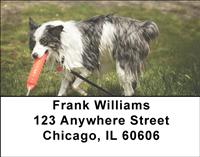 Playful Australian Shepherds Address Labels