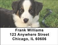 Australian Shepherd Puppies Address Labels