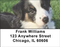 Australian Shepherd Puppies Address Labels