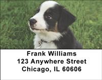 Australian Shepherd Puppies Address Labels