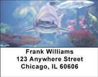 Reef Sharks Address Labels