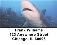 Reef Sharks Address Labels