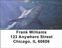 Reef Sharks Address Labels