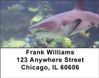Reef Sharks Address Labels