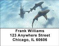 Sleek Sharks Address Labels