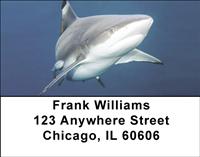 Blacktip Sharks Address Labels