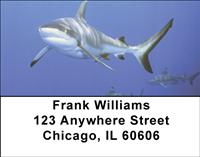 Blacktip Sharks Address Labels