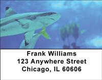 Blacktip Sharks Address Labels