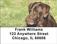 Chocolate Lab Relaxing Address Labels