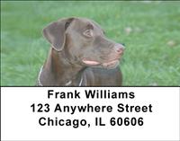 Chocolate Lab Relaxing Address Labels