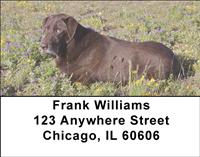 Chocolate Lab Relaxing Address Labels