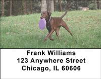 Playful Chocolate Labs Address Labels