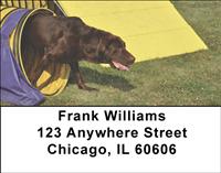 Playful Chocolate Labs Address Labels