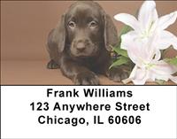 Chocolate Labrador Puppies Address Labels