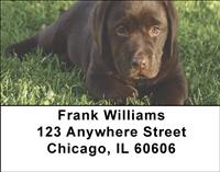 Chocolate Labrador Puppies Address Labels