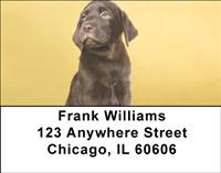 Chocolate Labrador Puppies Address Labels