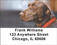Soulful Chocolate Labs Address Labels