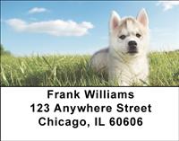 Husky Puppies Address Labels