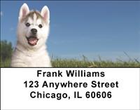 Husky Puppies Address Labels