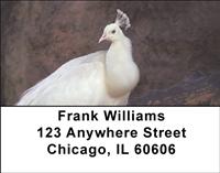 Albino Peacock Address Labels