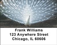 Albino Peacock Address Labels