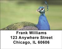 Peacocks Address Labels
