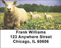 Sheeps and Lambs Address Labels