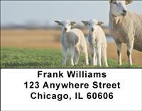 Sheeps and Lambs Address Labels