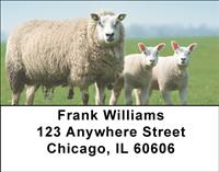 Sheeps and Lambs Address Labels