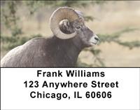 Big Horned Sheep Address Labels