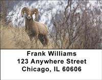 Big Horned Sheep Address Labels
