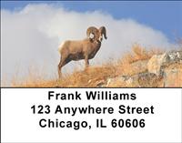 Big Horned Sheep Address Labels