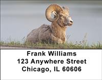 Big Horned Sheep Address Labels