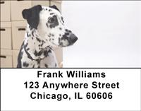 Cute Dalmatians Address Labels
