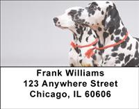 Picture Perfect Dalmatians Address Labels