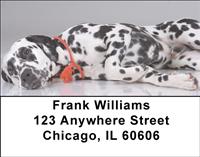 Picture Perfect Dalmatians Address Labels