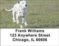 Playful Dalmatians Address Labels