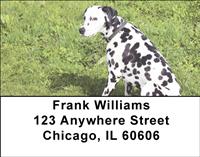 Playful Dalmatians Address Labels