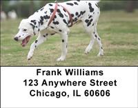 Playful Dalmatians Address Labels