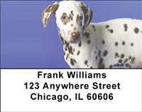 Dalmatian Pup Address Labels