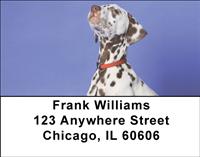 Dalmatian Pup Address Labels