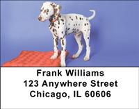 Dalmatian Pup Address Labels