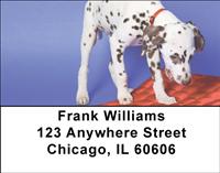 Dalmatian Pup Address Labels