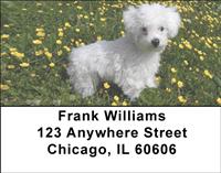 Bichon Frises Outdoors Address Labels