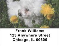 Bichon Frises Outdoors Address Labels