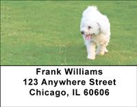 Bichon Frises Outdoors Address Labels