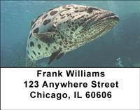Potato Bass Address Labels