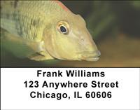 Redhead Cichlid Address Labels