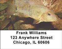 Redhead Cichlid Address Labels